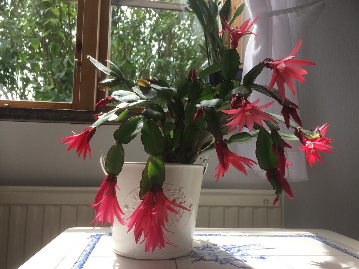 Garden Mellan Slotten Svarte Kültér fotó